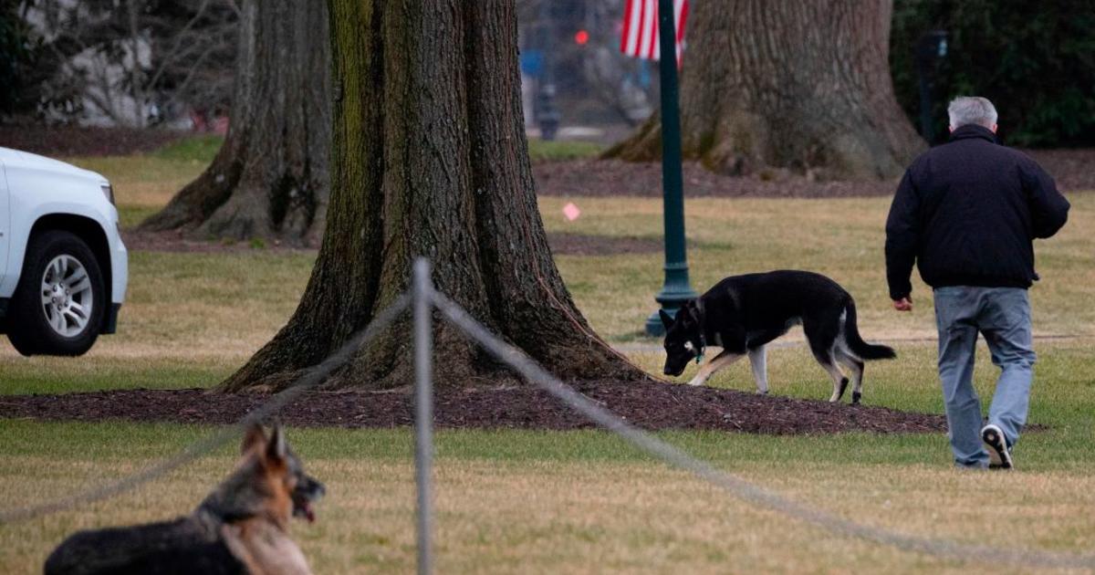 Major German Shepherd