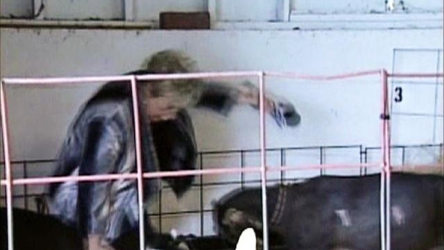 animalknocksoverreporter-640x480-2329376734.jpg 