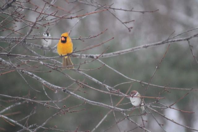 Rare '1-in-a-million' yellow cardinal spotted in Harriman, TN