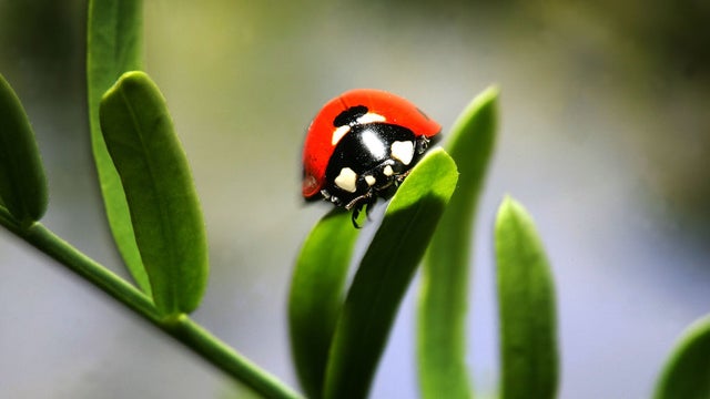 Ladybug_GettyImages-73862858.jpg 