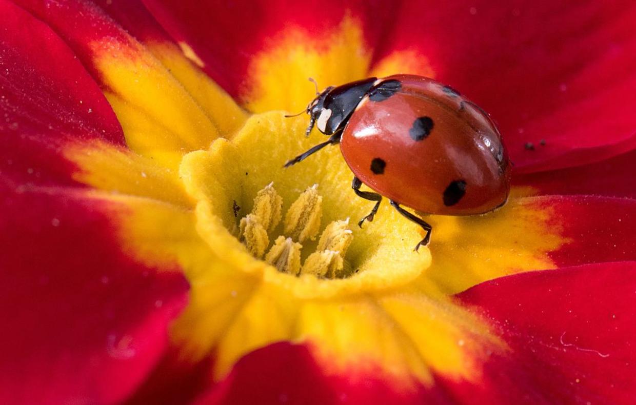 Survey: Lucky Ladybugs Most Common Florida Superstition - CBS Miami