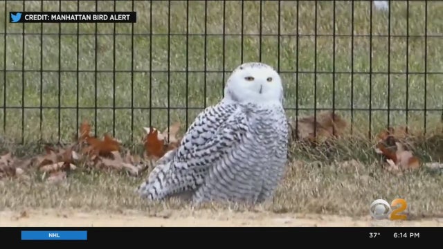 central-park-snowy-owl-murdock.jpg 