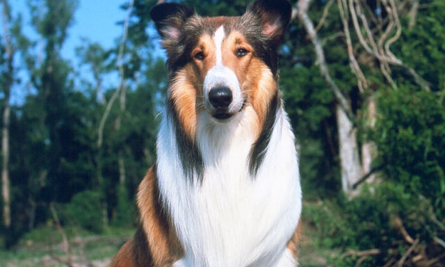 Lassie II As 'Lassie' 