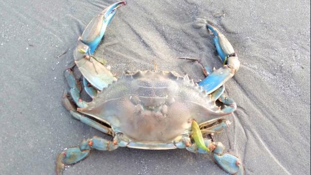 blue-crab.jpg 