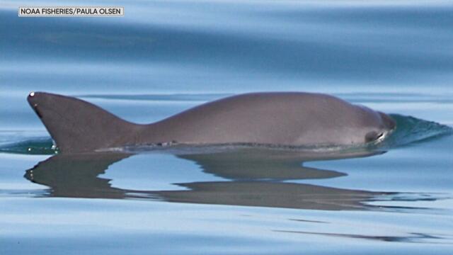 cbsn-fusion-vaquita-marina-porpoise-mexico-protection-endangered-species-thumbnail-671775-640x360.jpg 