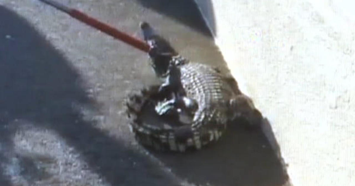 Crocodile found roaming California mall - CBS News