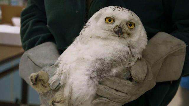 np-0327-owl2-640x360.jpg 