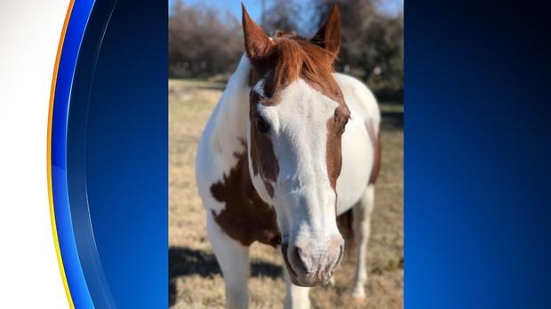 Parker Co horse 2 