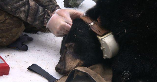 Biologists track bears as conflicts with humans rise - CBS News
