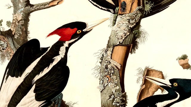 ivory-billed-woodpecker-1280.jpg 