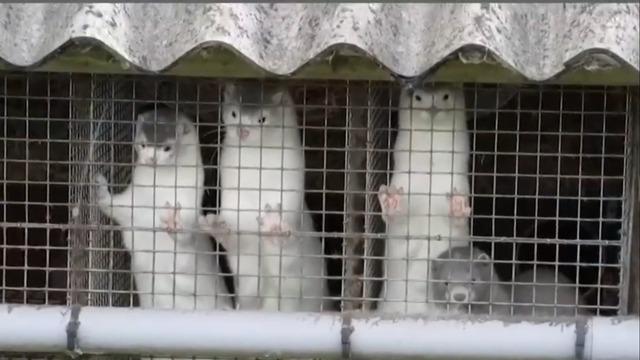 cbsn-fusion-developing-coronavirus-vaccines-for-animals-thumbnail-673430-640x360.jpg 