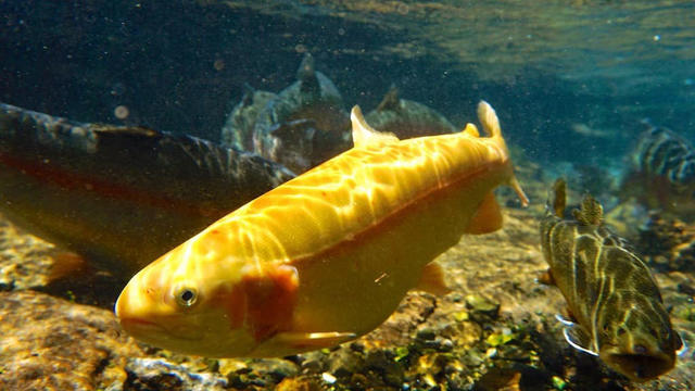 golden-rainbow-trout-west-virginia.jpg 