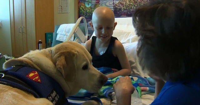 California children's hospital comforts patients with dogs - CBS News