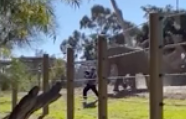 san diego zoo dad elephant enclosure