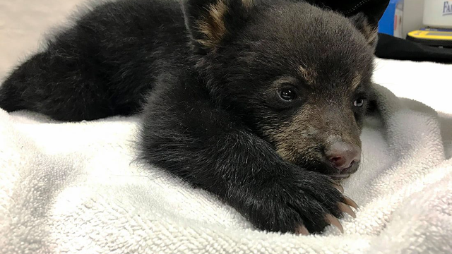 bear-cub-rescued-from-tree.png 