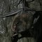 Bat infestation forces Nevada fire station to close indefinitely