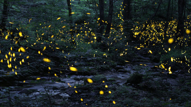 sunmo-0713-fireflies-252371-640x360.jpg 