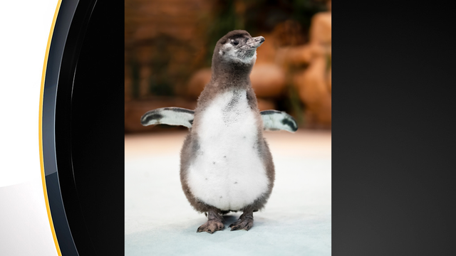 national-aviary-penguin-marge-1.png 
