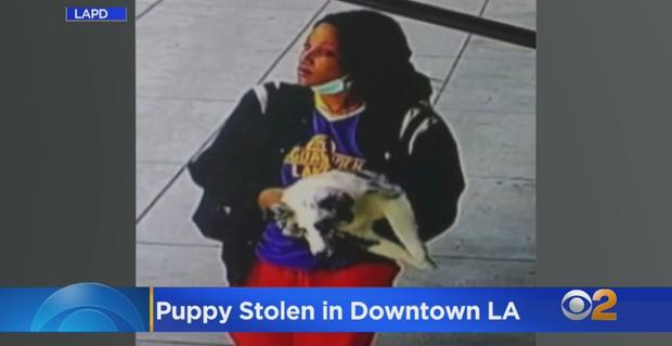 Suspected DTLA Puppy Thief 