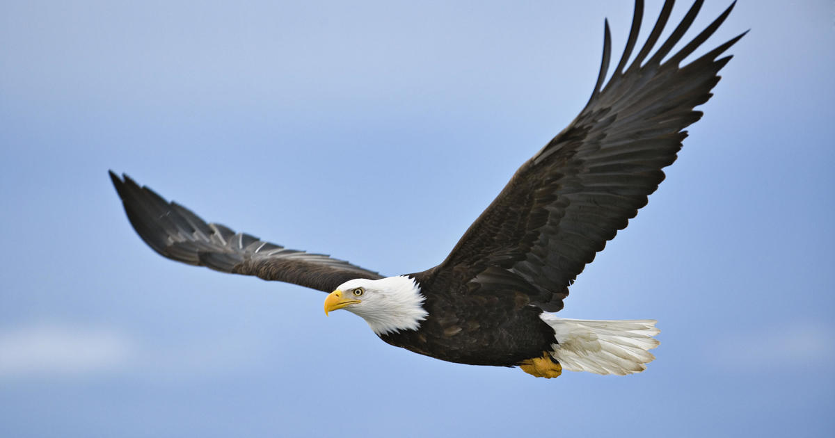 Once nearly extinct, American bald eagle populations have quadrupled in  last decade - CBS News