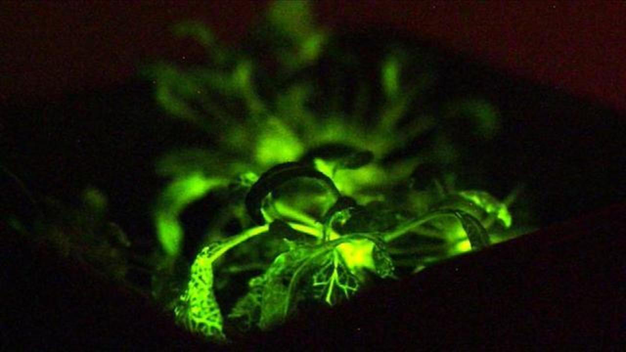 Genetic engineering to glow-in-the-dark plants - CBS News