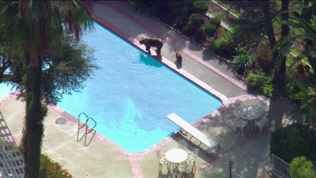 np-bearmomandcubinbackyard-thur357-297064-640x360.jpg 