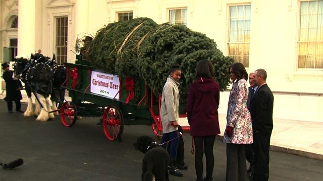 politics-whitehousetree2-1128-314040-640x360.jpg 