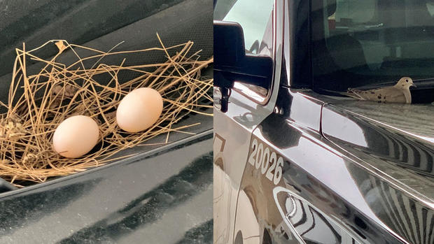 Bird lays eggs on Carrollton Police cruiser 