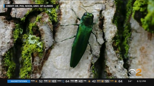 Emerald-Ash-Borer-beetle-long-island-gusoff.jpg 