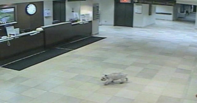 Dog walks 20 blocks to find owner - CBS News