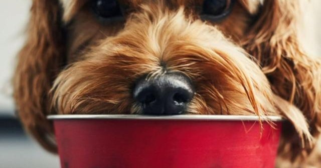 Experts suggest that expensive pet food may not be worth the cost for your pet project Experts suggest that expensive pet food may not be worth the cost for your pet project