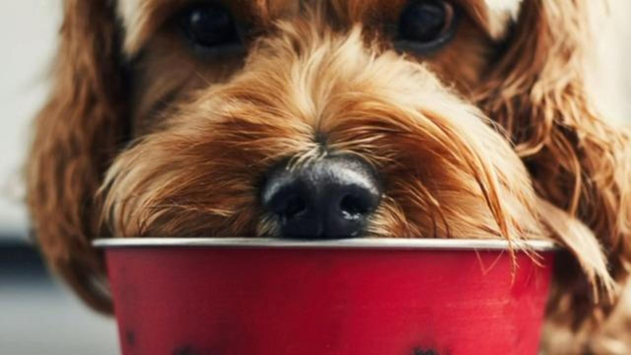 Several pet food brands recalled due to salmonella risk - CBS News