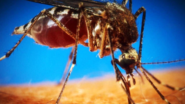 ctm-0220-gmo-mosquitoes-348073-640x360.jpg 