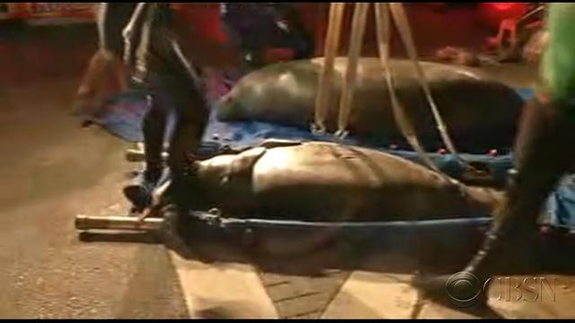 manateecbsn-349501-640x360.jpg 