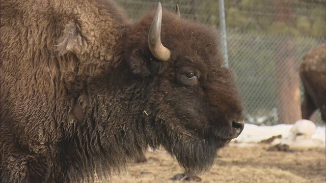 BISON-TRIBES.transfer_frame_784.jpeg 