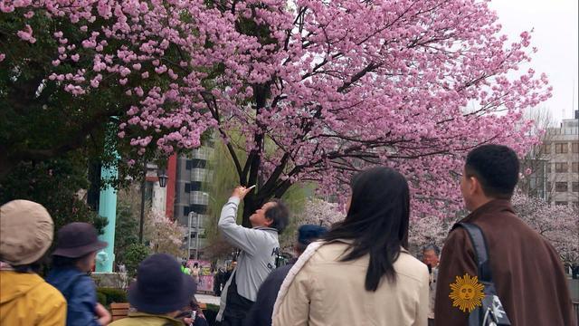 sunmo-0412-cherryblossoms-375191-640x360.jpg 