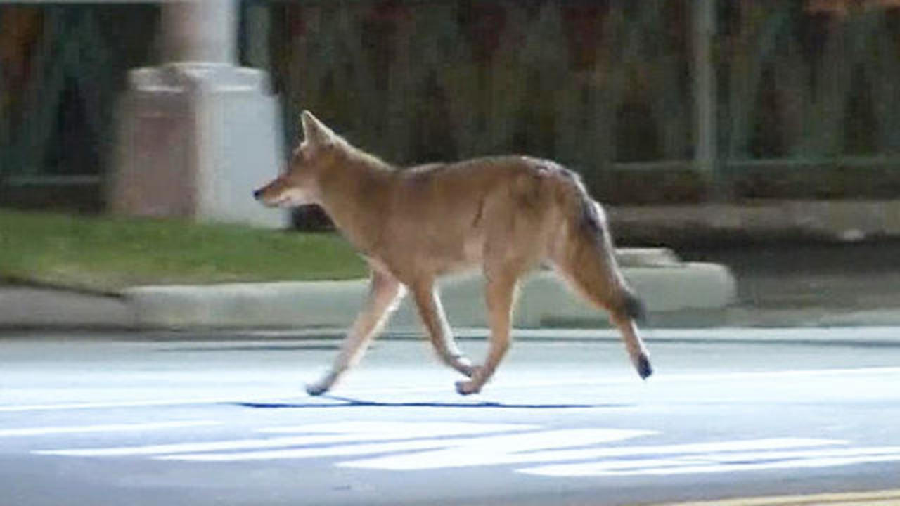 Residents on alert after coyote sightings in N.J. town 
