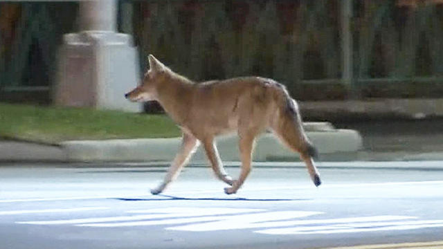ctm-0423-coyoteee-381646-640x360.jpg 