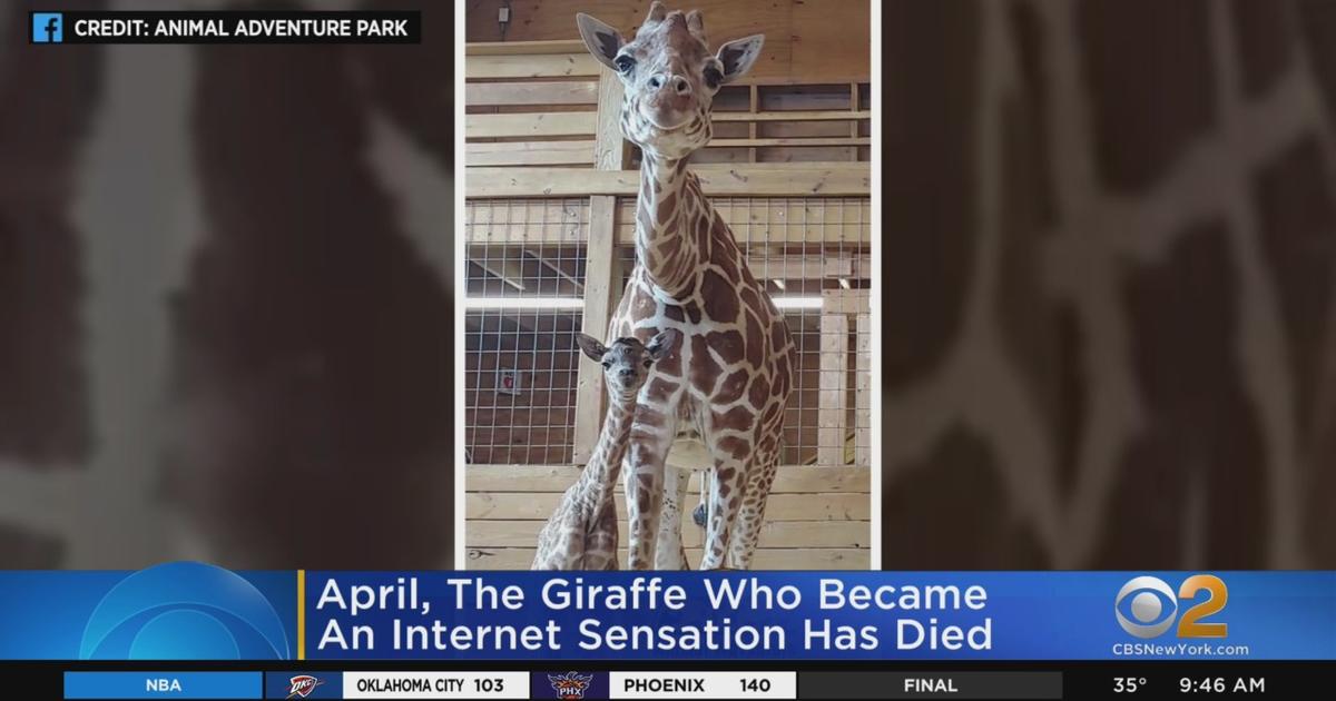April, The Giraffe That Became An Online Star, Dies, Upstate Animal  Adventure Park Confirms - CBS New York