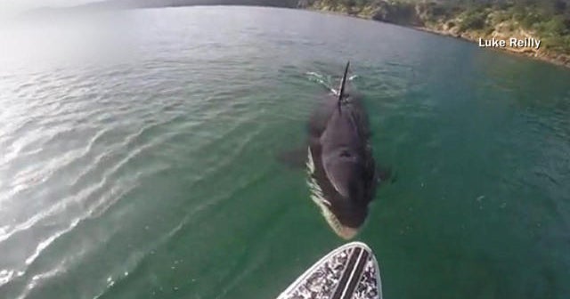 Paddle boarder has surprise encounter with killer whale CBS News