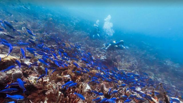 cbs-scitech-060915-google-reefs-404673-640x360.jpg 