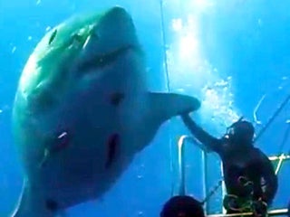 bear high five shark