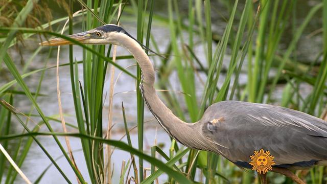 sunmo-0531-nature-399594-640x360.jpg 
