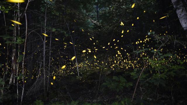 sunmo-0628-fireflys-413544-640x360.jpg 