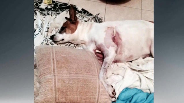 cbsn-0723-womanrescuesdog-425323-640x360.jpg 