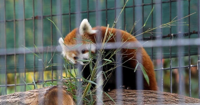 Endangered red panda cubs born in captivity - CBS News