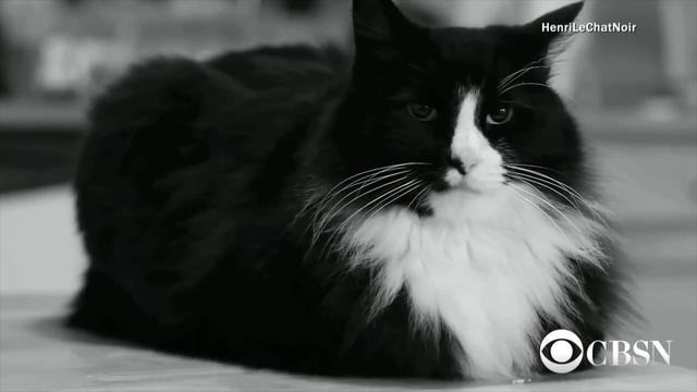 cat-video-festival-162958-433020-640x360.jpg 