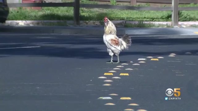 Cotati-rooster.jpg 