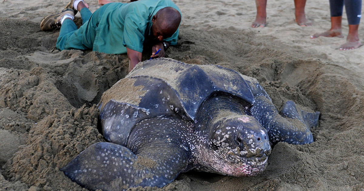 Pacific Leatherback Sea Turtle Placed On California S Endangered Species List Gets Additional