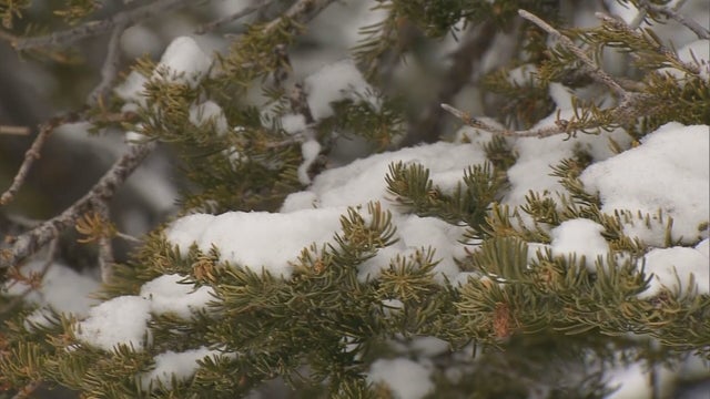 BERTHOUD PASS SNOW PACK 6PKG.transfer_frame_1194 